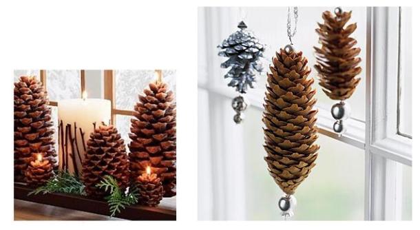 pine cones