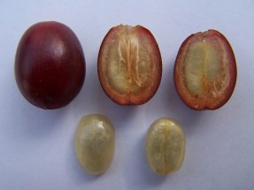99605-Coffea arabica Kaffeekirschen 5