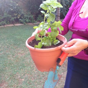 Σήμερα φύτεψα βασιλικό! How to… με 3 απλά βήματα /Basil planting: in three&nbsp;steps