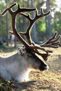 Επικεφαλής-των-ταράνδων_4b223d87c8fac-p