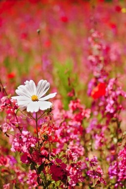 432e6a54a8b1f299cdc0ea5b7fd46bb9