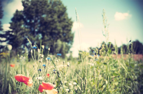 flowers-via-pinterest