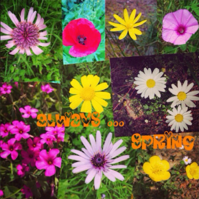 Always Spring!