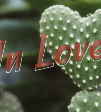 cactus love