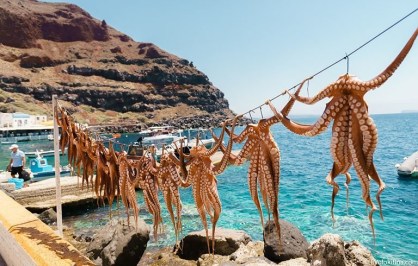 santorini_amoudi_octopus