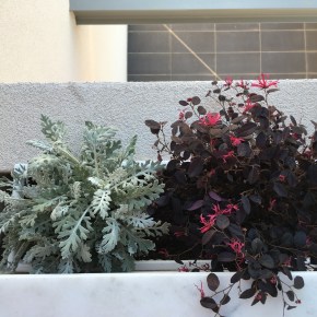 Η ιστορία μιας ζαρντινιέρας που αντιμετώπισε τις μελίγκρες οικολογικά/ Colourful window&nbsp;box