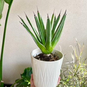 Πως να φυτέψετε σωστά ένα κάκτο σε γλάστρα/ How to plant a cactus the right&nbsp;way